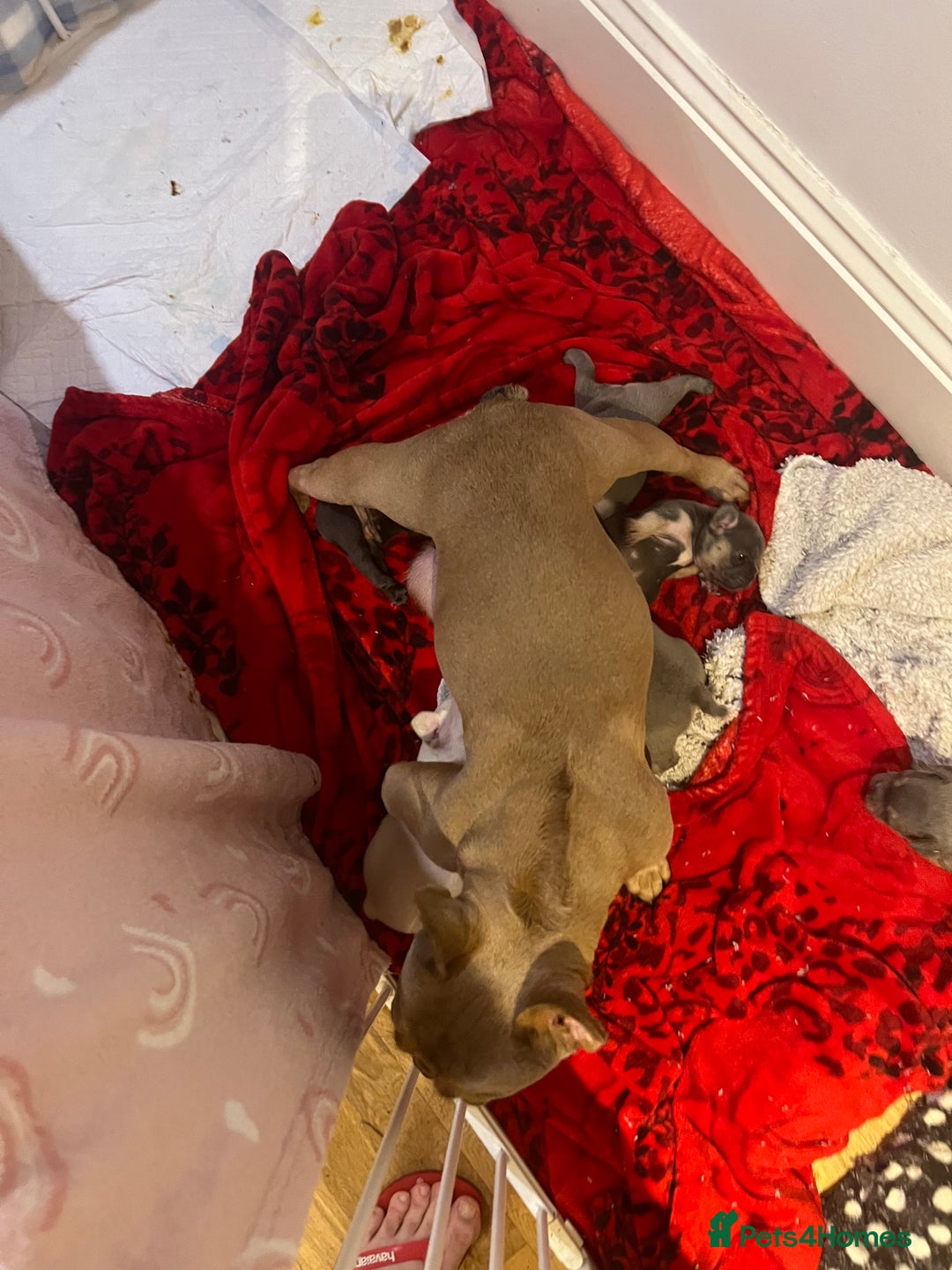 French Bulldog dogs for sale: French Bulldog puppies ready to steal hearts - Image 6