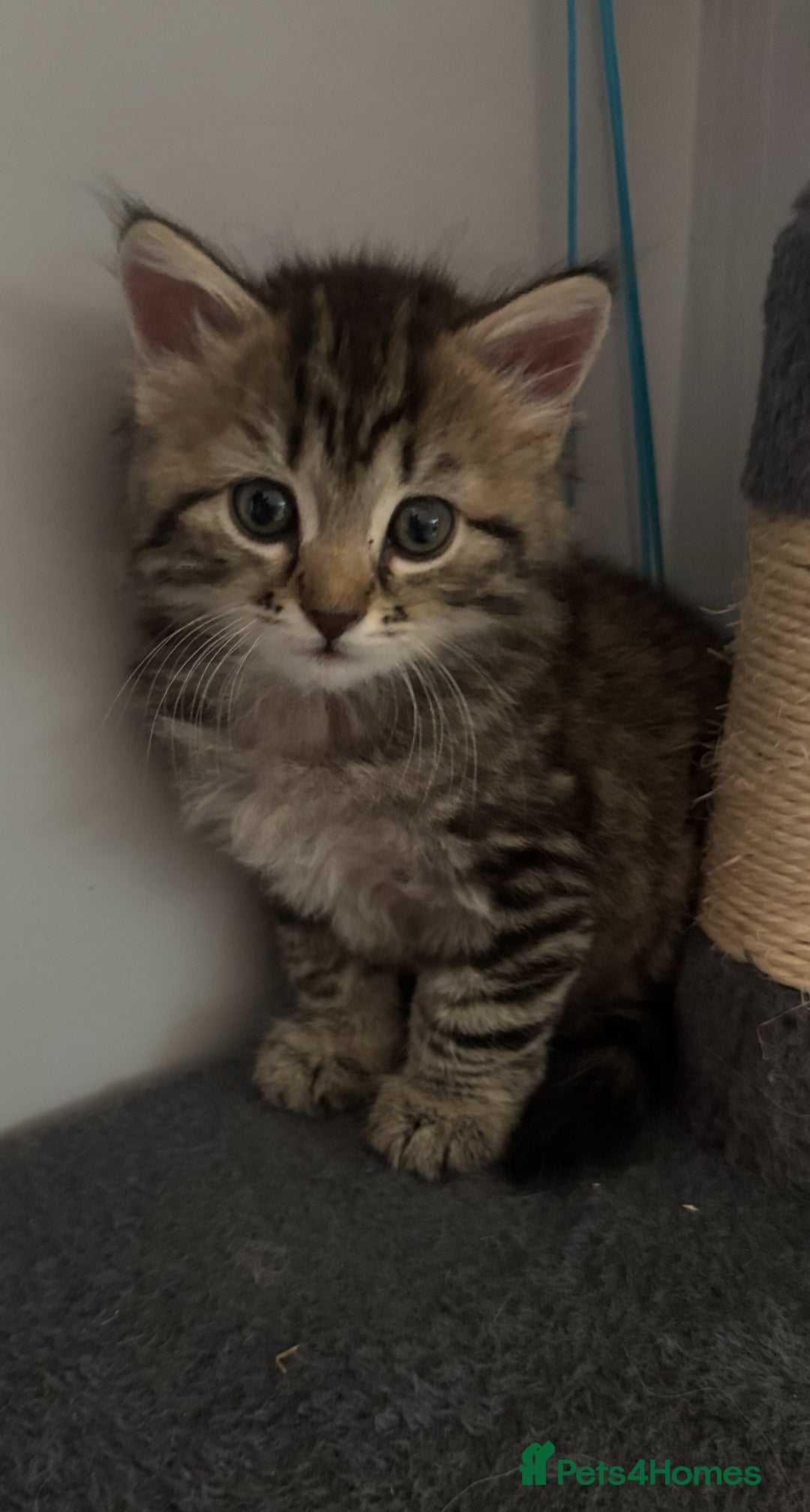 Mixed Breed cats for sale: Maine coon x Persian  - Image 20