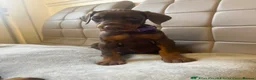 Dobermann dogs for stud: KC reg health tested Stud carries brown and dilute in Stockton-on-Tees - Advert 20