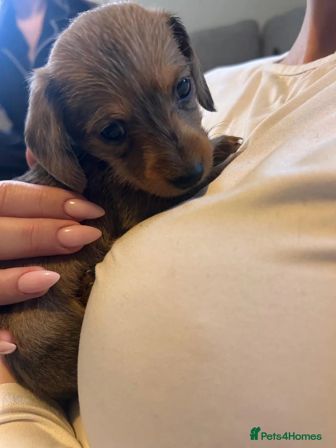 Dachshund dogs for sale: Dachshund puppies for sale. - Advert 5