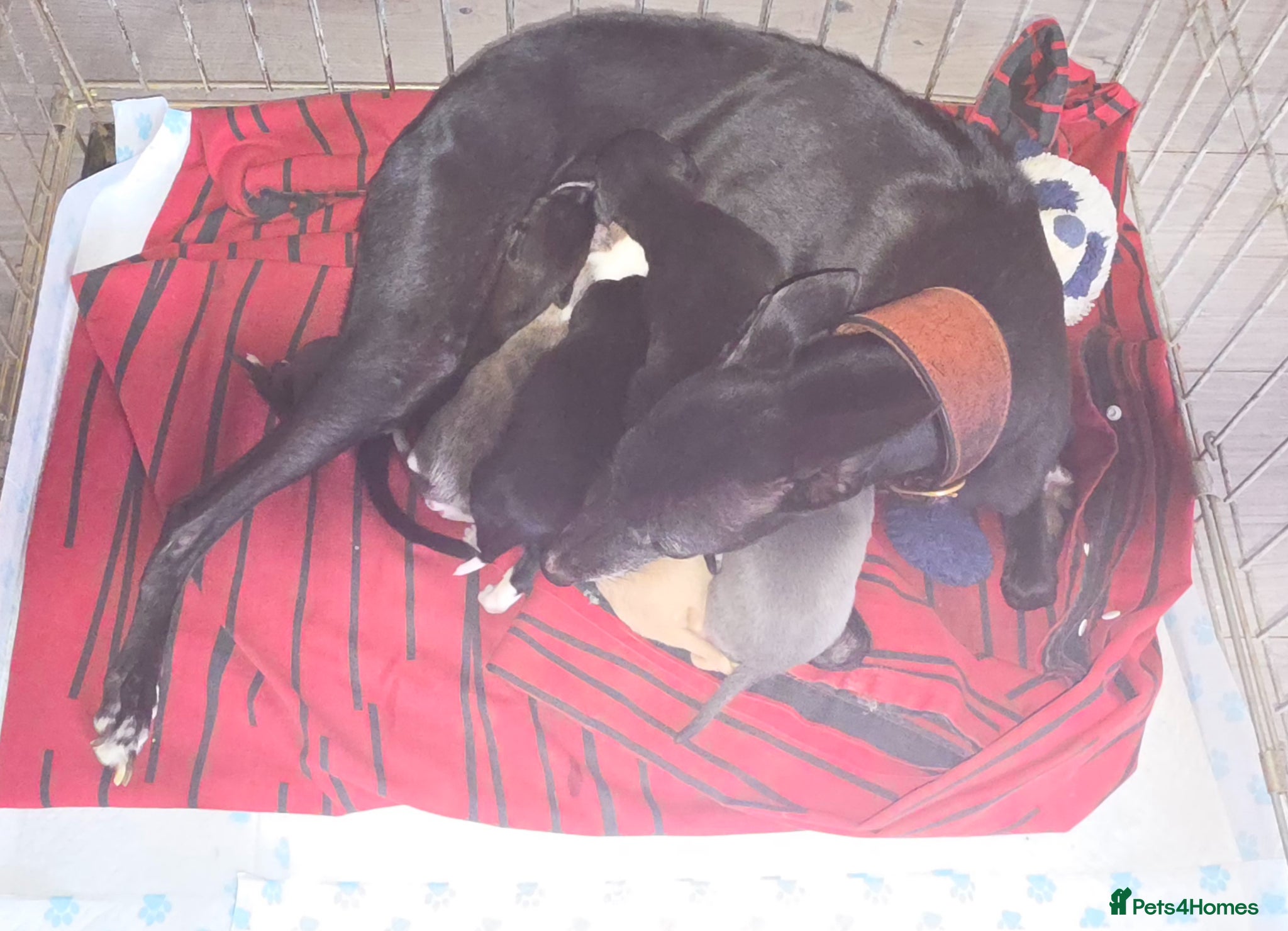 Whippet dogs Bedlington whippet puppies  - Advert 13