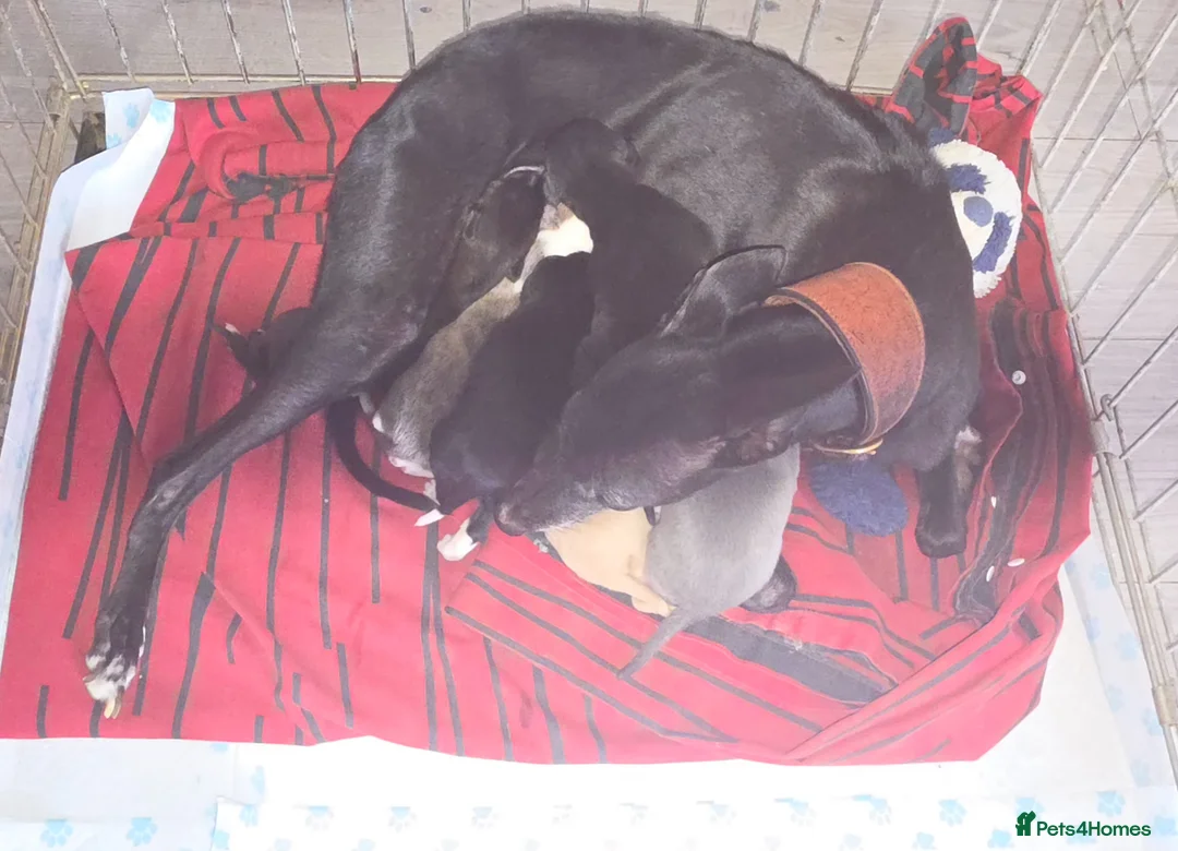 Whippet dogs for sale: Bedlington whippet puppies  - Advert 1