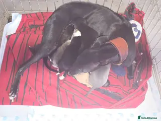 Whippet dogs Bedlington whippet puppies - Advert 6