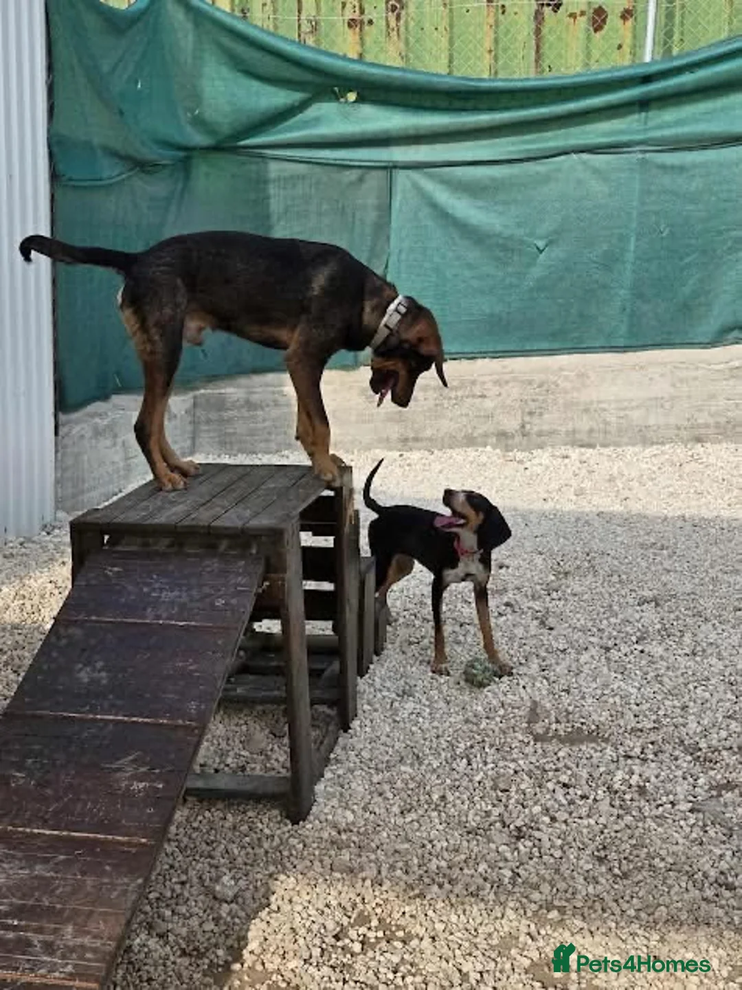 Mixed Breed dogs for adoption: Argos the true gent  - Advert 8