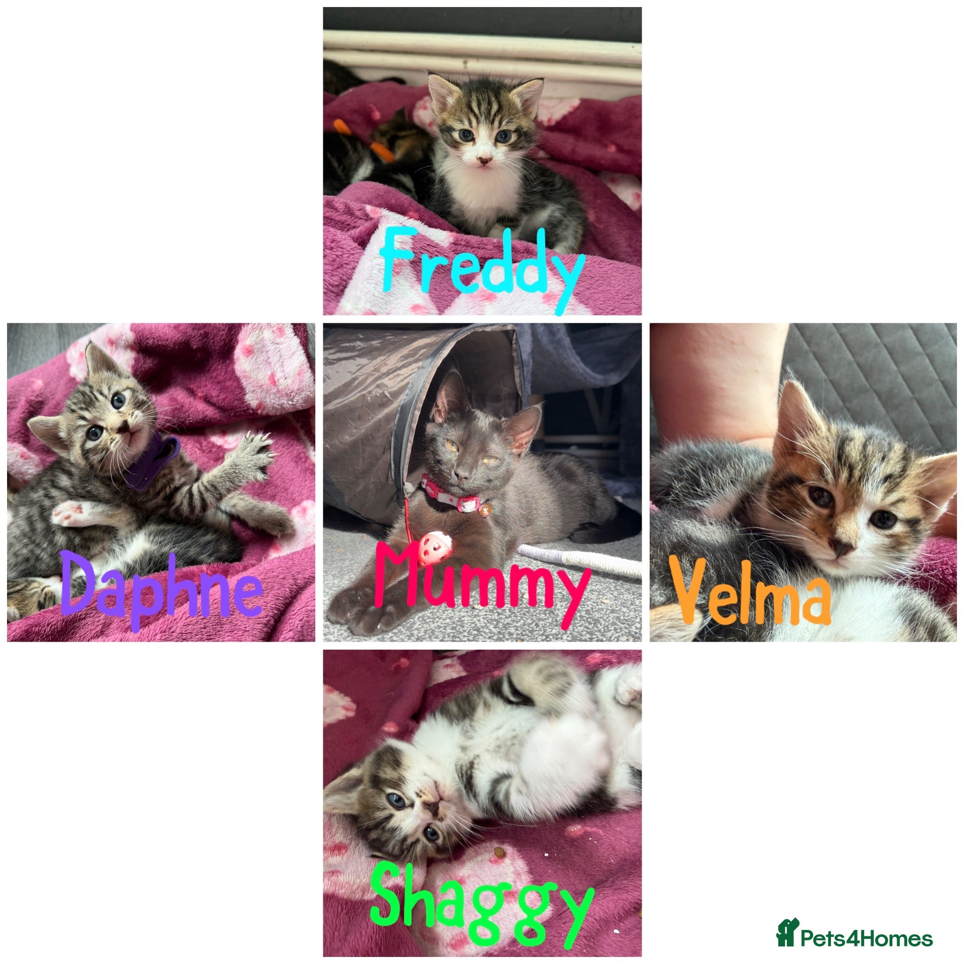 Mixed Breed cats Beautiful kittens and Mummy - Advert 9
