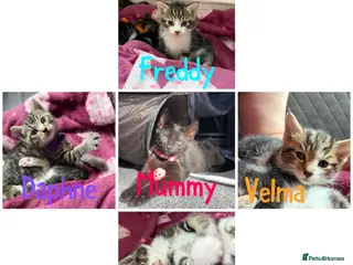 Mixed Breed cats Beautiful kittens and Mummy - Advert 9
