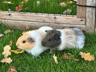 Guinea Pig rodents - Advert 1