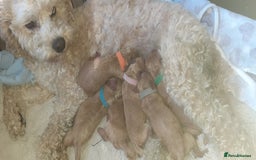 Mixed Breed dogs for sale: 4 boys 2 girls cavapoo x cockapoo puppies - Image 17