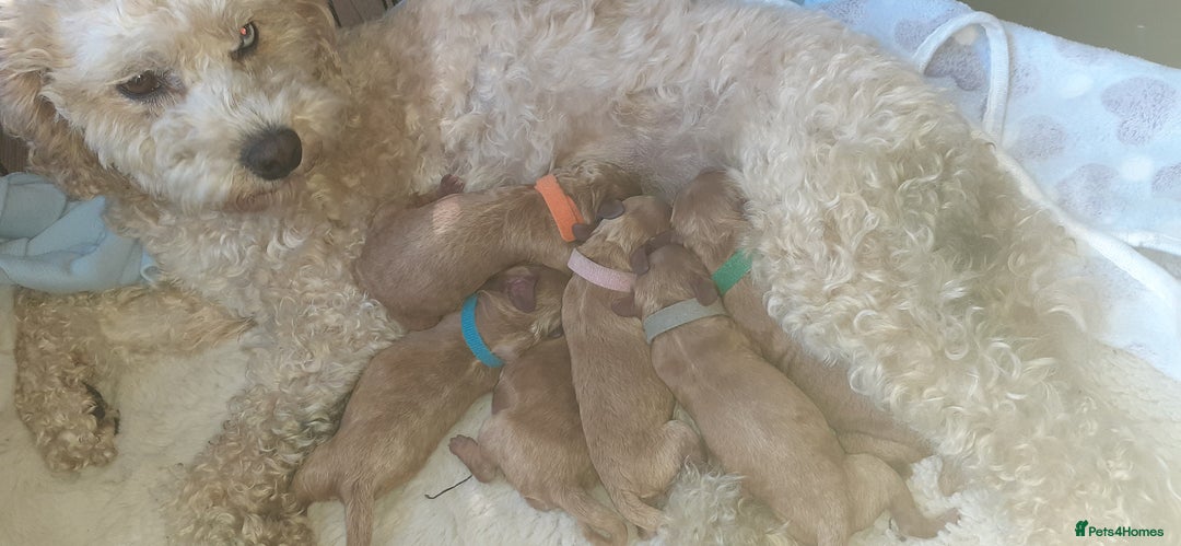 Mixed Breed dogs for sale: 4 boys 2 girls cavapoo x cockapoo puppies - Image 17