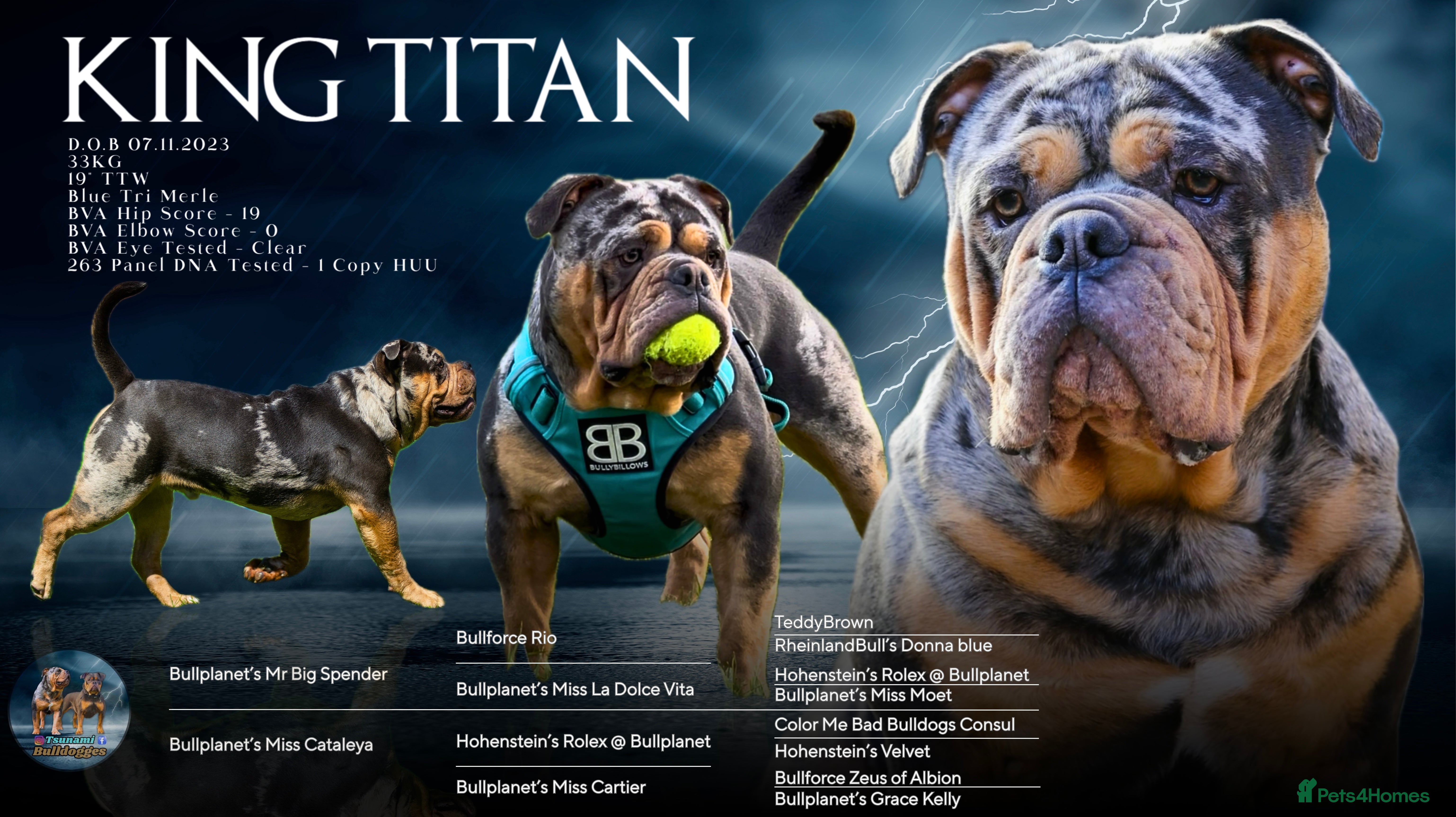 Olde English Bulldogge dogs Bullplanet's King Titan DNA/BVA Eye/BVA Hip/Elbow in Northallerton - Advert 5