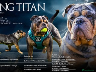 Olde English Bulldogge dogs in Northallerton - Advert 1