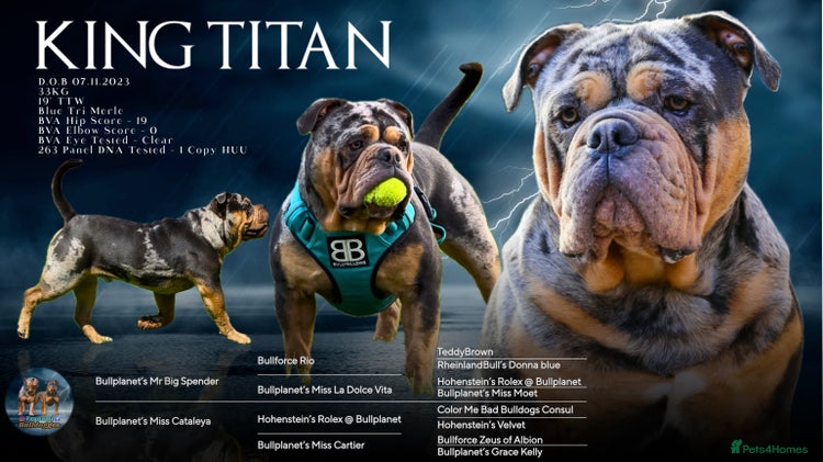 Olde English Bulldogge dogs Bullplanet's King Titan DNA/BVA Eye/BVA Hip/Elbow in Northallerton - Advert 1