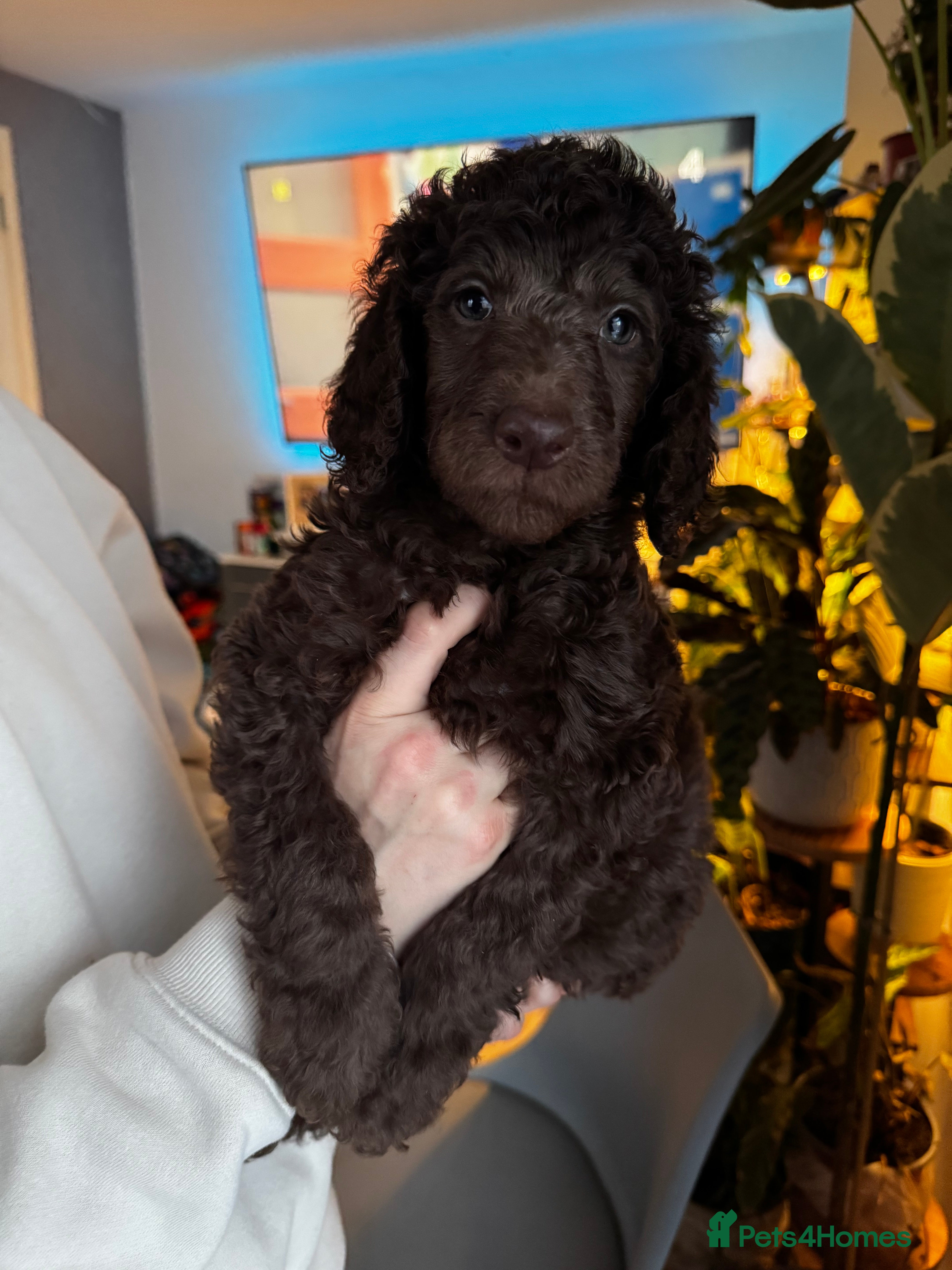 Standard Poodle dogs KC registered Standard Poodles! - Advert 10