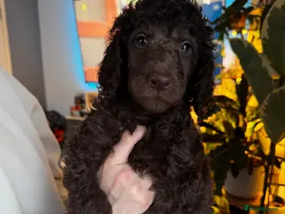 Standard Poodle dogs KC registered Standard Poodles! - Advert 10