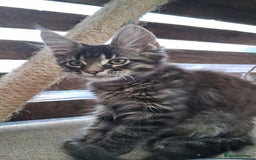 Maine Coon cats for sale: MAINE COON XL purebred registered active - Image 5