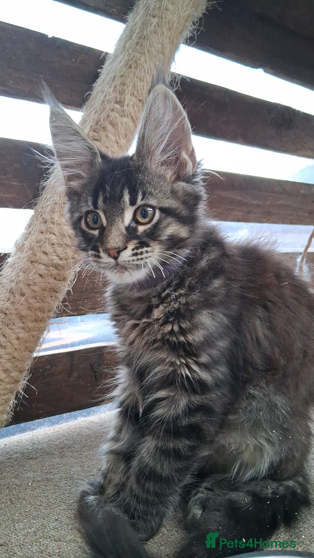 Maine Coon cats for sale: MAINE COON XL purebred registered active - Image 5