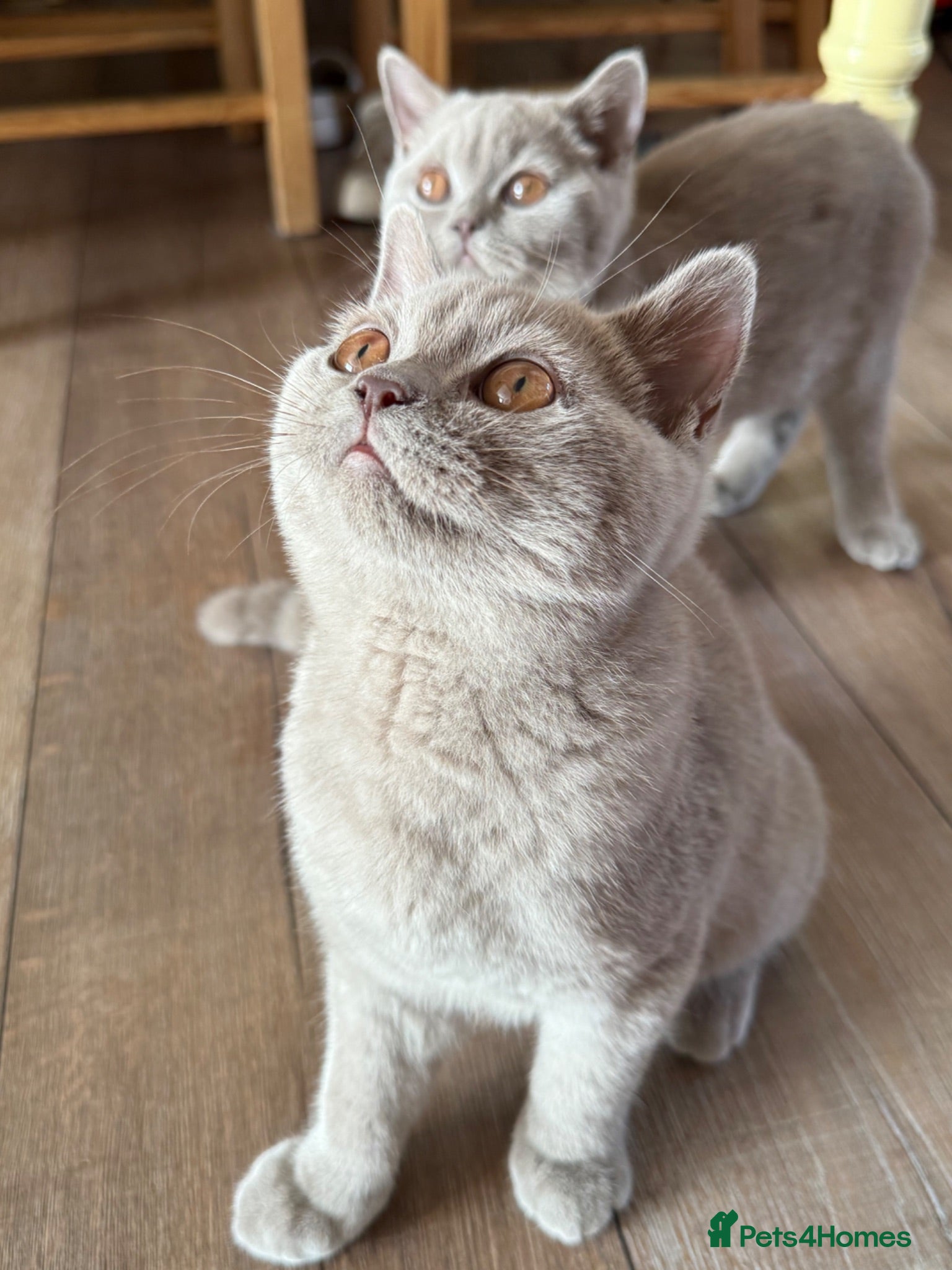 British Shorthair cats Gccf reg. British Shorthair Chocolate,Lilacs,Black - Advert 2