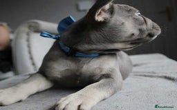 French Bulldog dogs for sale: French bulldog  puppies - Image 10