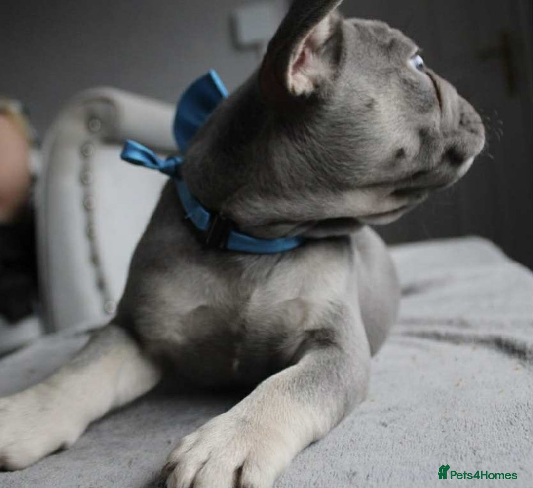 French Bulldog dogs for sale: French bulldog  puppies - Image 10