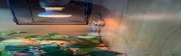 Corn Snake reptiles for sale: Anery corn snake with full enclosure  - Advert 2