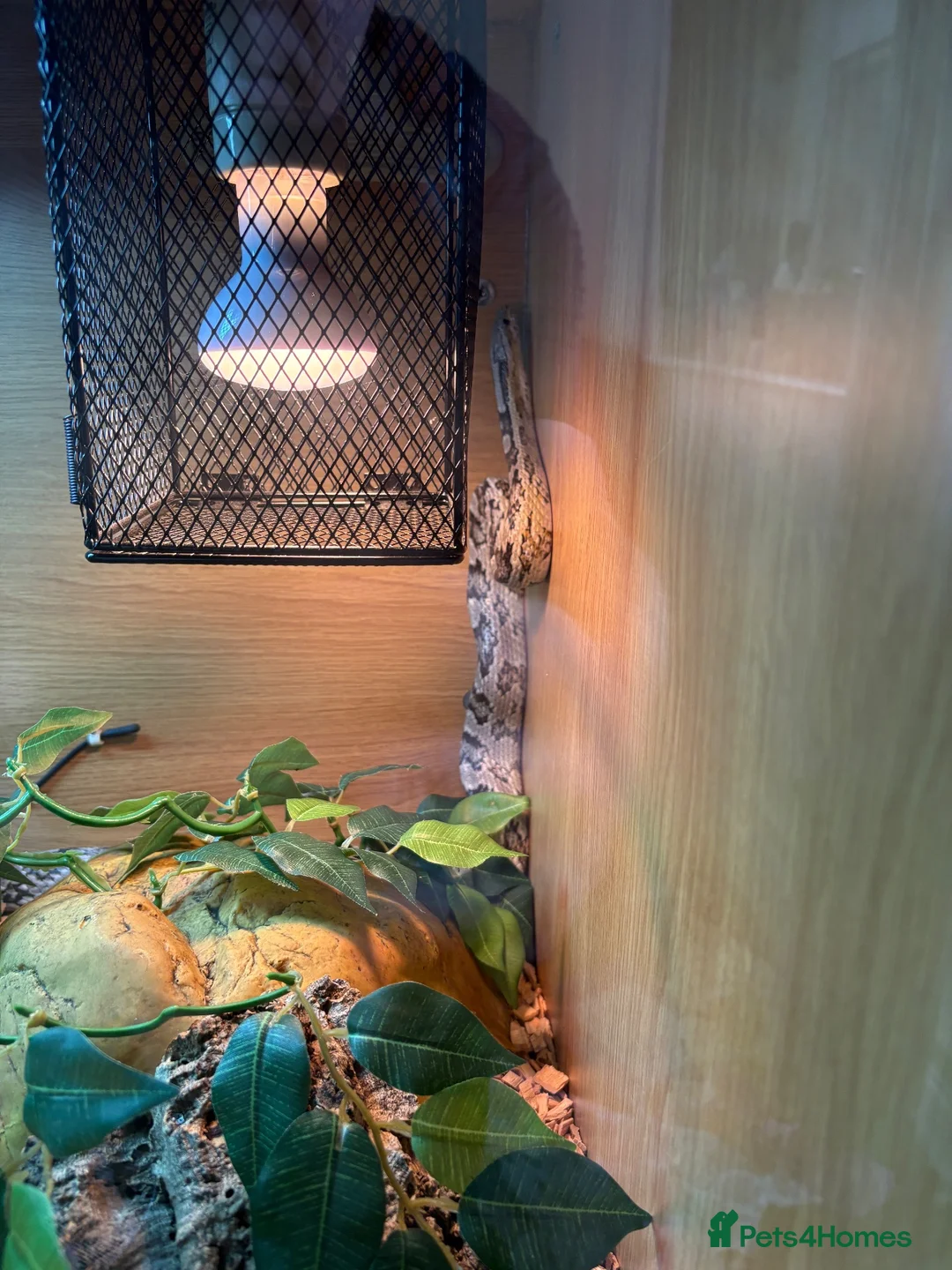 Corn Snake reptiles for sale: Anery corn snake with full enclosure  - Advert 2