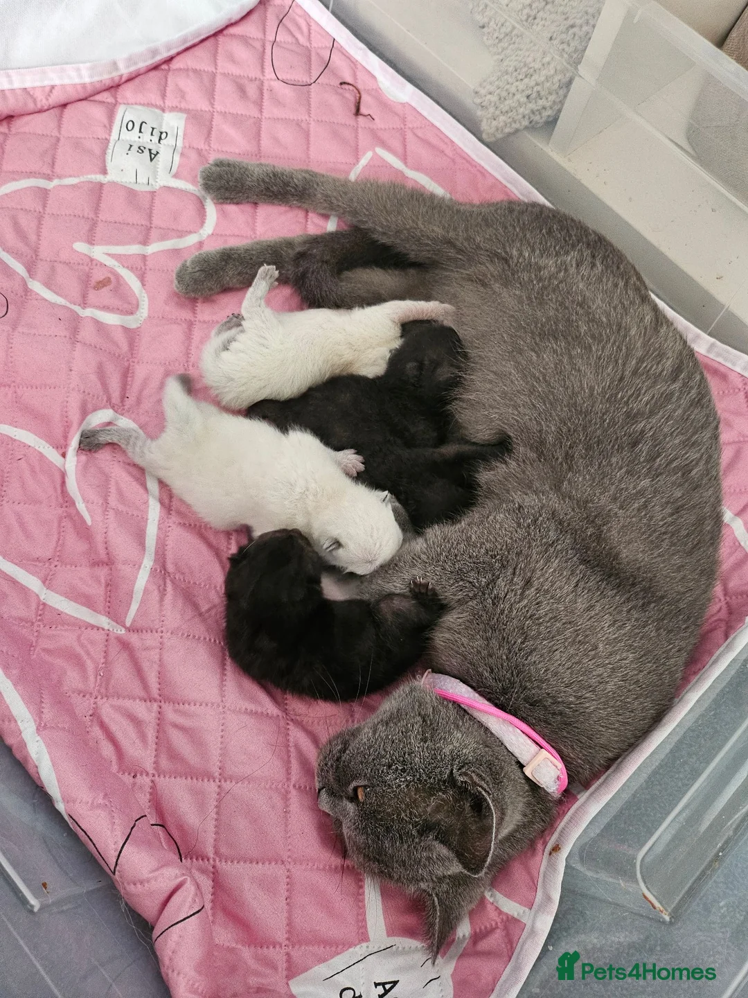 British Shorthair cats for sale: British short hair kittens  in Nottingham - Advert 1