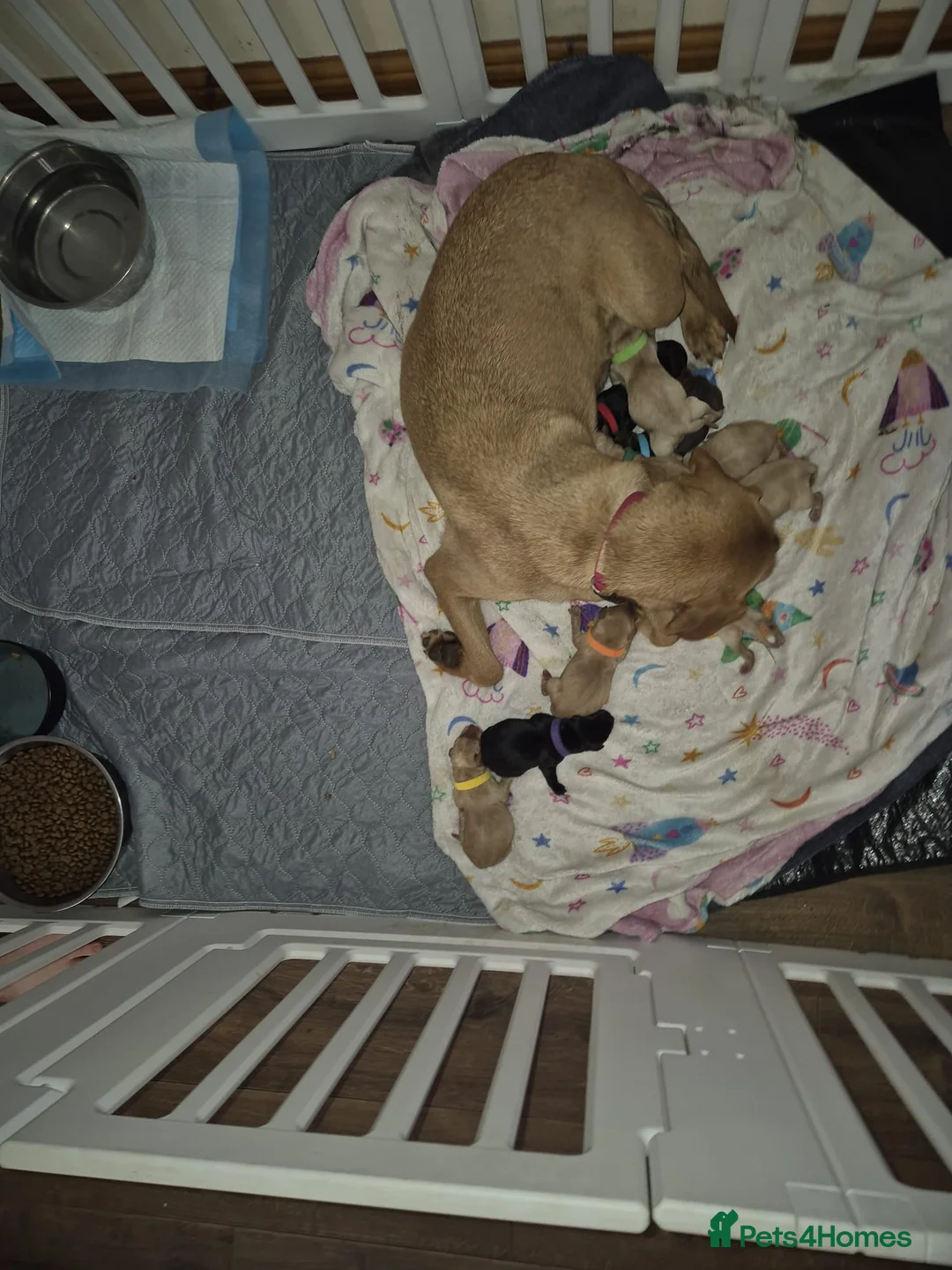 Labrador Retriever dogs for sale: Litter of beautiful labradors puppies - Advert 5