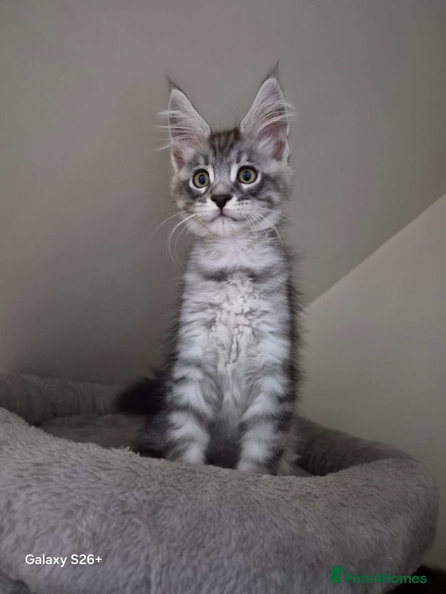 Maine Coon cats Registered and Licensed cattery - Advert 2
