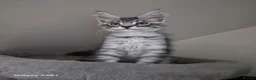Maine Coon cats for sale: Registered and Licensed cattery - Advert 2