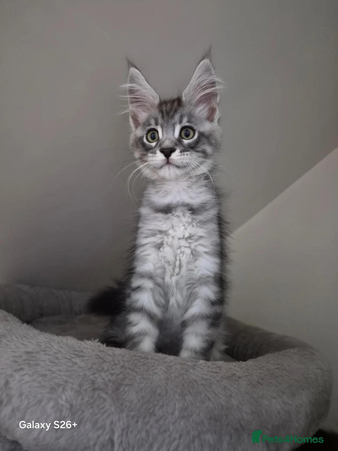 Maine Coon cats for sale: Registered and Licensed cattery - Advert 2