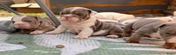 English Bulldog dogs for sale: Rare mini english bulldogs  - Advert 2