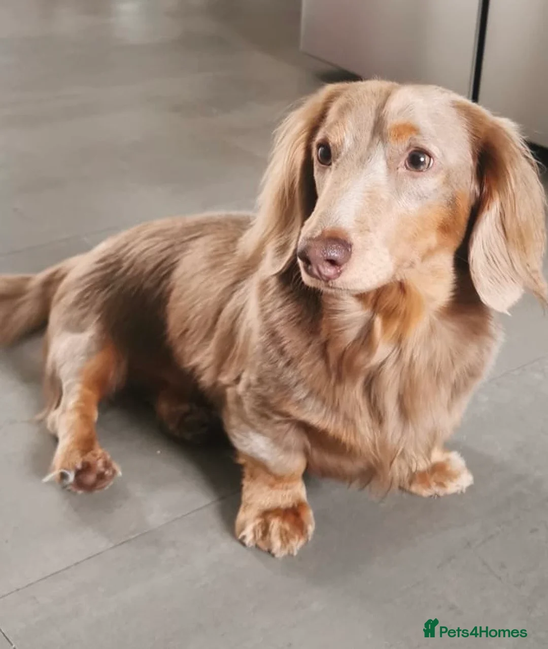 Miniature Dachshund dogs for stud: Long Hair miniature dacshund in Telford - Advert 3
