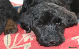 Labradoodle dogs for sale: F3 Labradoodle Puppies Licenced Breeder - Image 10