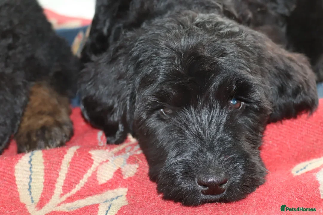 Labradoodle dogs for sale: F3 Labradoodle Puppies Licenced Breeder - Image 10