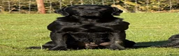 Labrador Retriever dogs for sale: Exceptional KC Labrador Puppies from Working Line  - Advert 14