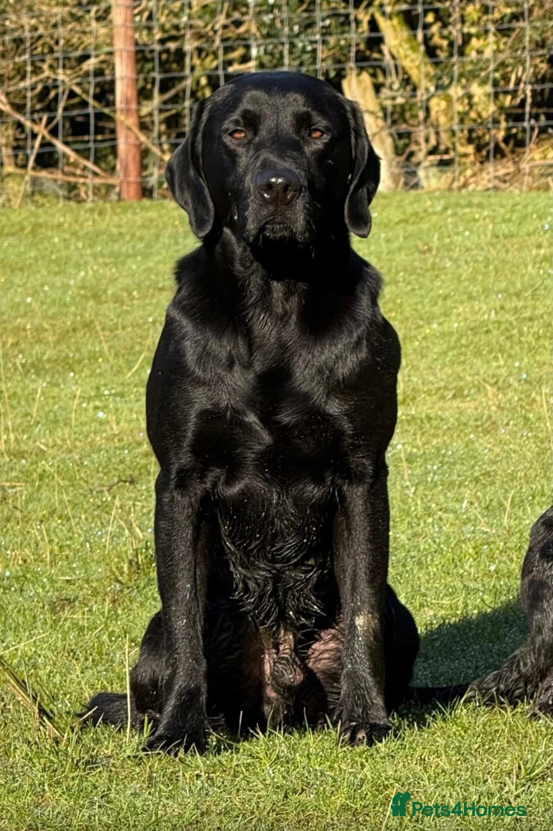 Labrador Retriever dogs for sale: Exceptional KC Labrador Puppies from Working Line  - Advert 14