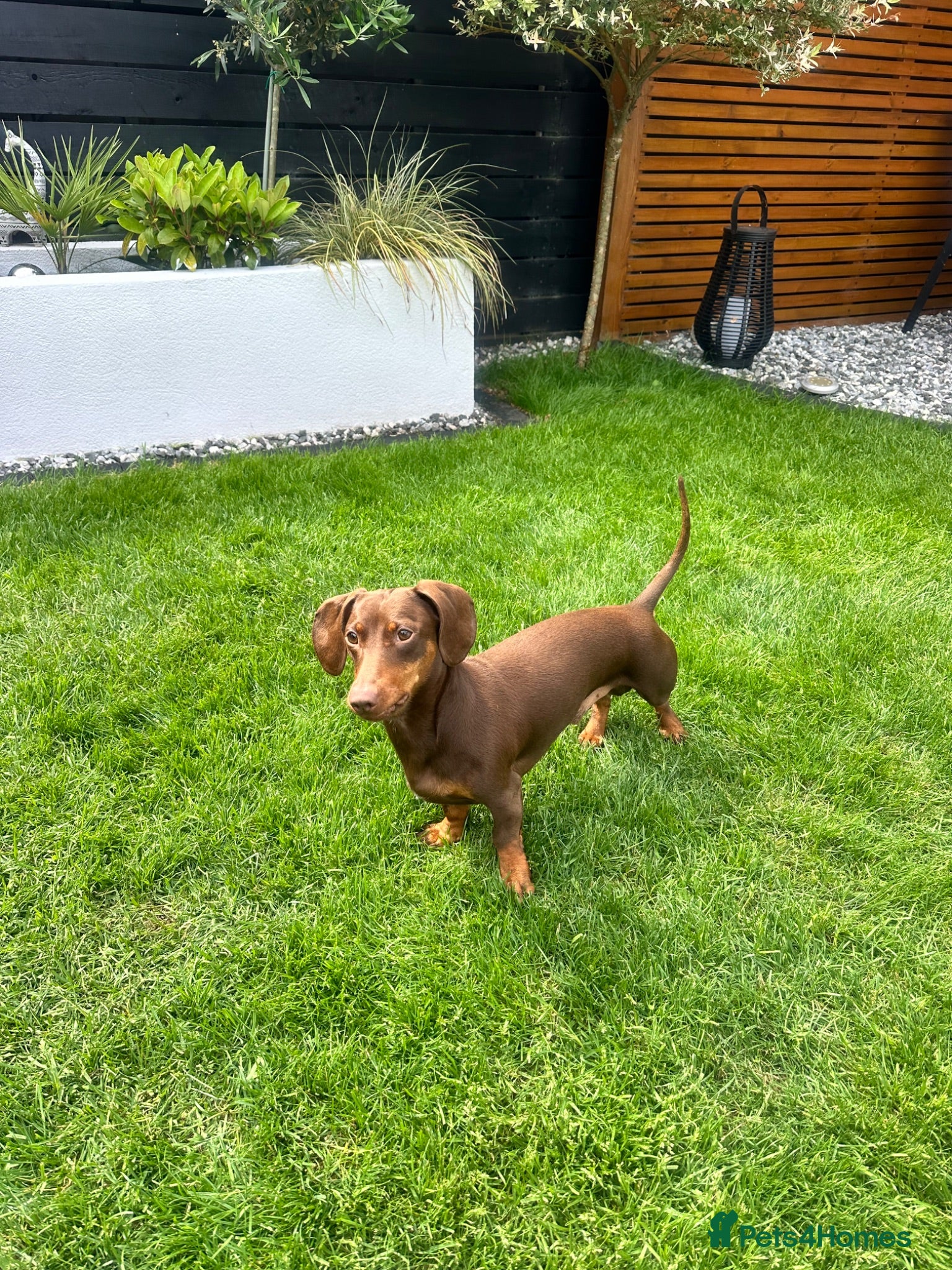Dachshund dogs Ralph Chocolate Tan Miniature Dachshund for Stud  - Advert 1
