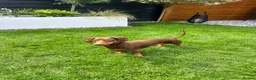 Dachshund dogs for stud: Ralph Chocolate Tan Miniature Dachshund for Stud  - Advert 1