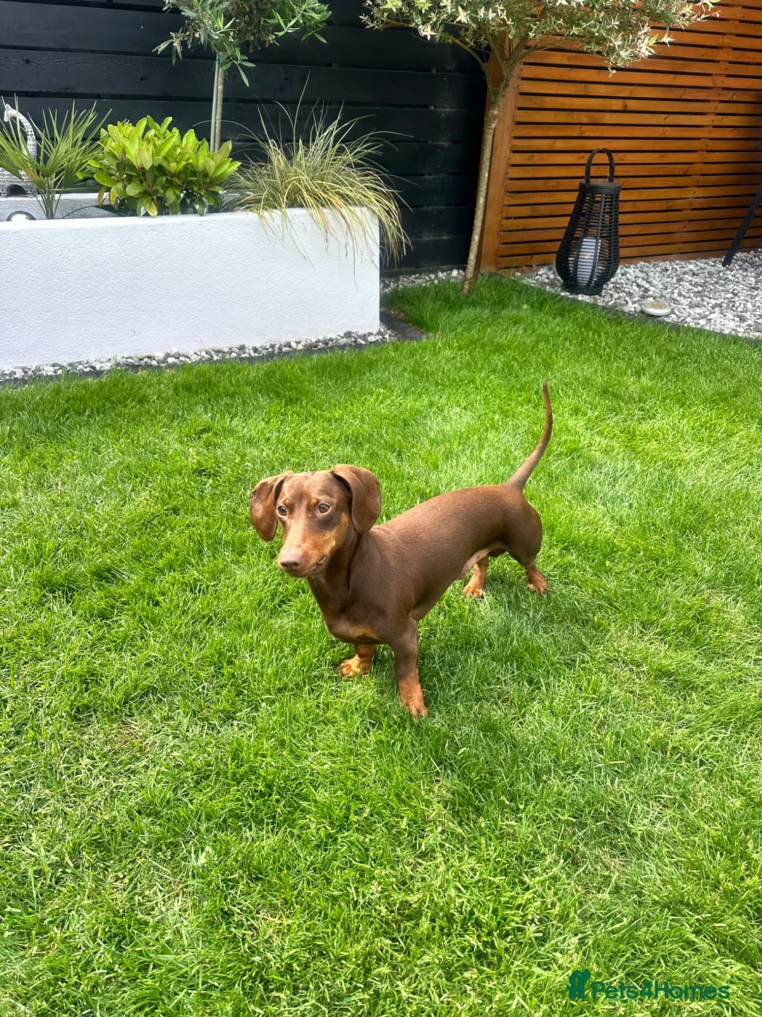 Dachshund dogs for stud: Ralph Chocolate Tan Miniature Dachshund for Stud  - Advert 1