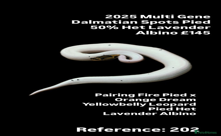 Python Snake reptiles - Advert 2