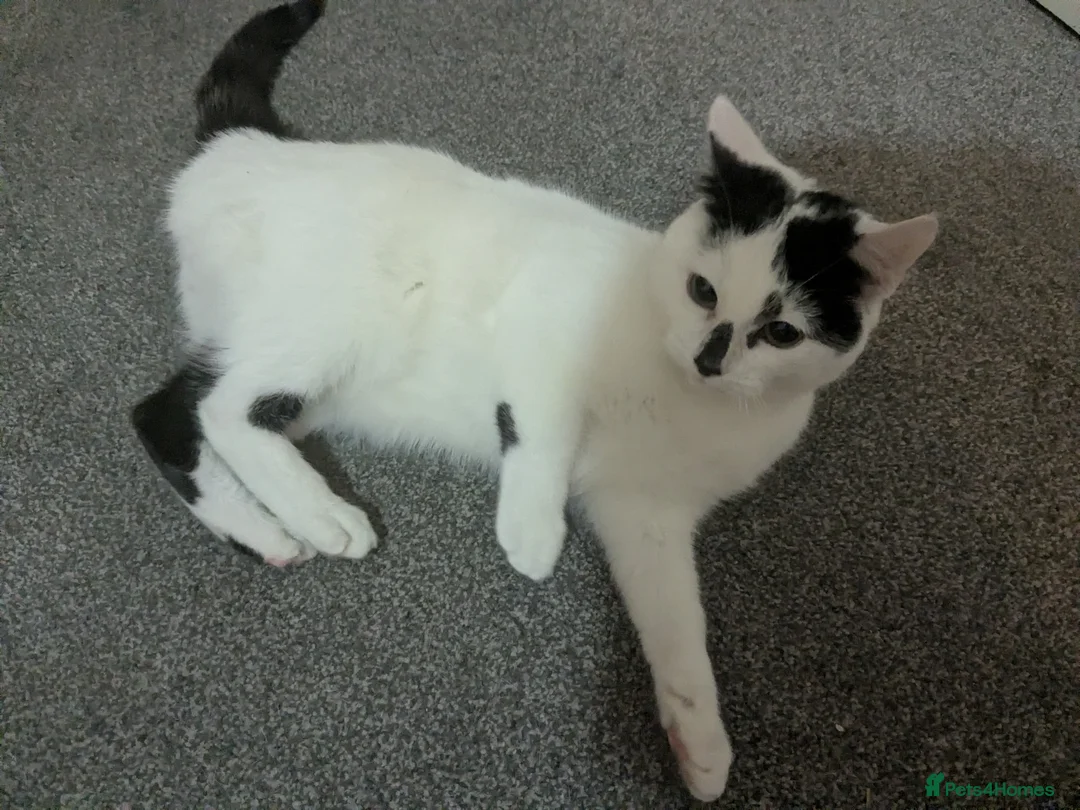 Mixed Breed cats for sale: 9 month old female cat in Rhyl - Advert 2