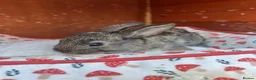 Mixed Breed rabbits for sale: Mixed Gender Rabbits - Advert 10