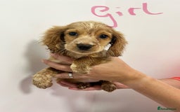 Cockapoo dogs for sale: Working cocker x cockapoo  puppies  - Image 6