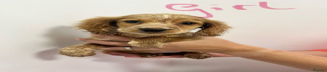 Puppy 5