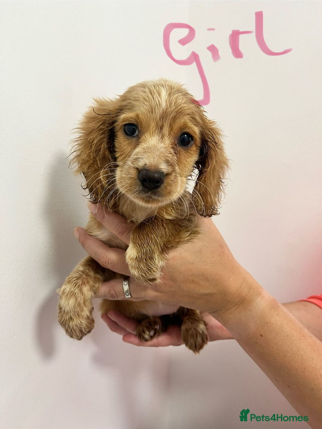 Cockapoo dogs for sale: Working cocker x cockapoo  puppies  - Image 6