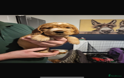 Cocker Spaniel dogs for stud: PROVEN Golden Show type Cocker spaniel STUD in Swindon - Image 12