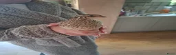 Quail poultry for sale: **free** 5 male quails in Delabole - Advert 2