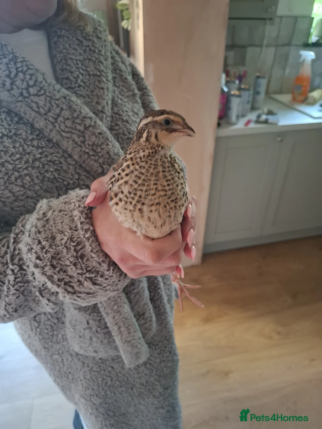 Quail poultry for sale: **free** 5 male quails in Delabole - Advert 2