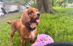 Cocker Spaniel dogs for sale: Healthy Cocker Spaniel puppies Working type  - Image 4