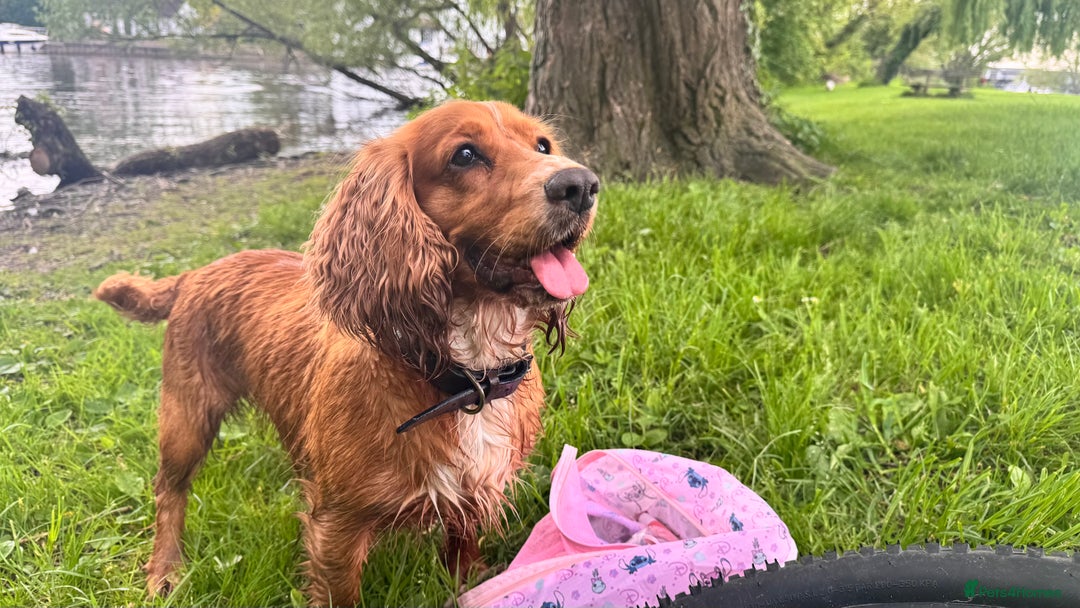 Cocker Spaniel dogs for sale: Healthy Cocker Spaniel puppies Working type  - Image 4